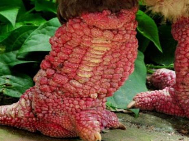 Giống gà Việt Nam được báo Mỹ gọi là &quot;gà rồng&quot; có gì mà bán giá &quot;cắt cổ&quot;?
