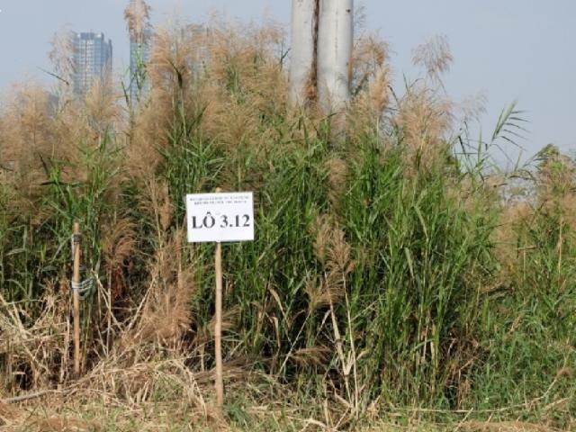 Tân Hoàng Minh "tháo chạy", cổ phiếu bất động sản nằm sàn, nhà đầu tư hốt bạc từ cổ phiếu ngân hàng