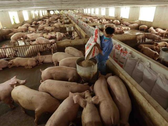 Liên tục đi lên, giá lợn hơi dần vươn lên mức cao