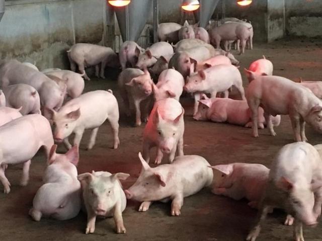 Giá lợn hơi tiếp tục lao dốc, giá thịt tại công ty thực phẩm giảm mạnh