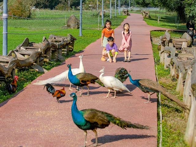 Chim công, vịt trời, thiên nga làm tổ và đi lại tự do trong khu đô thị Ecopark