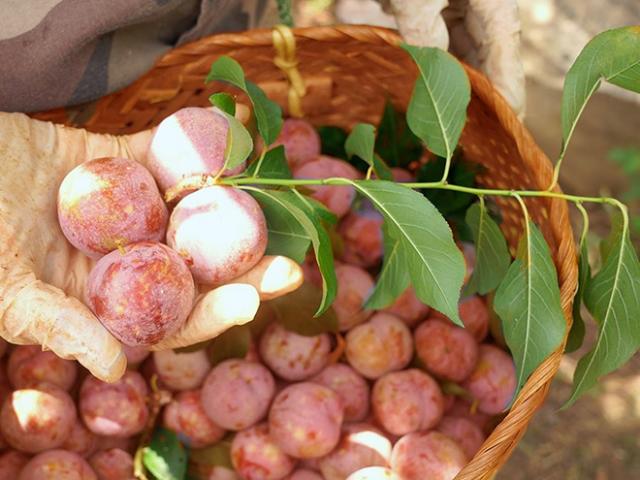 Mận Hậu Ruby Sơn La đã có mặt tại các cửa hàng bán lẻ và sàn thương mại điện tử