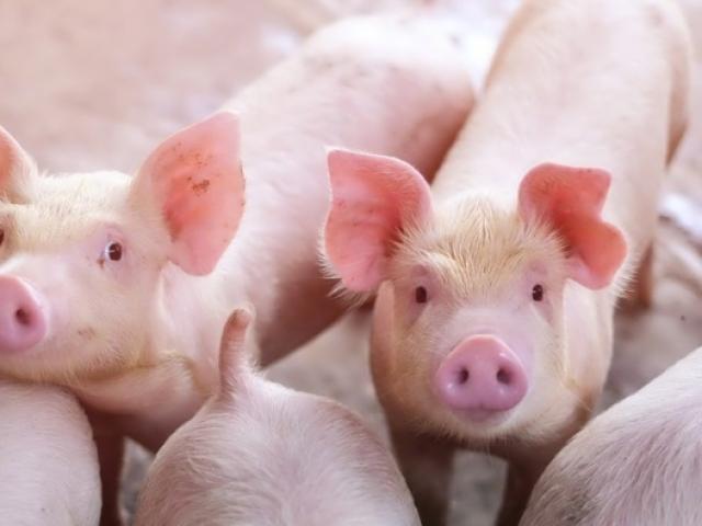 Lợn hơi bán rẻ hơn giá vốn, người nuôi méo mặt vì thua lỗ