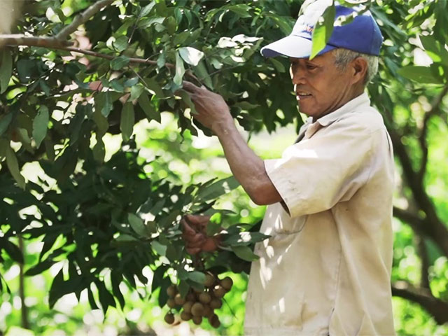 Nhãn Hưng Yên và một mùa thu hoạch thật khác
