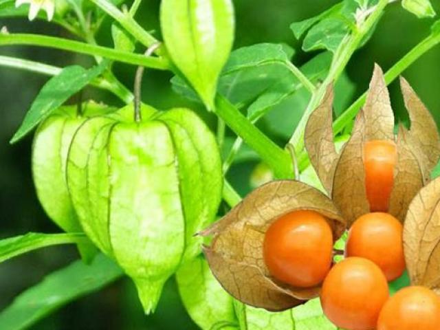 Dân đem rau dại về trồng thay lúa, thành đặc sản bán đắt vẫn "cháy hàng"