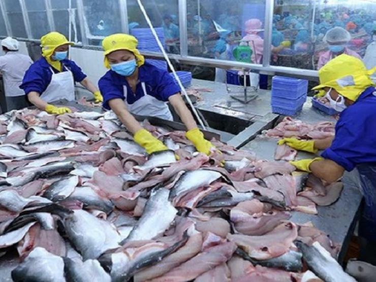 Quý II/2022: Cá tra Nam Việt báo lãi cao kỷ lục, gấp 10 lần so với cùng kỳ