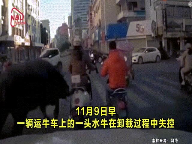Video: Trâu húc bay người đi đường, cảnh sát truy bắt như phim hành động