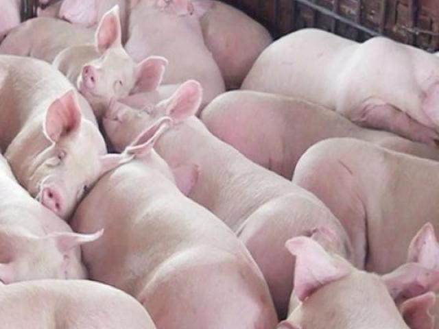 Giá lợn hơi sẽ như thế nào vào dịp Tết?