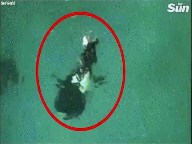 Video: Hãi hùng cảnh cá voi sát thủ ngoạm chân người huấn luyện dìm sâu  xuống nước