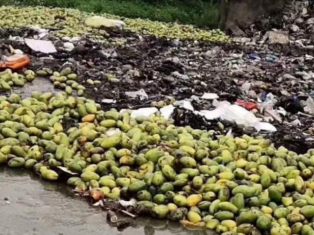 Chủ vựa xoài mất Tết vì tắc biên, mỗi xe hàng "bốc hơi" cả tỷ đồng